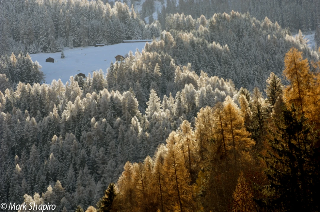 Elements-Trees-8