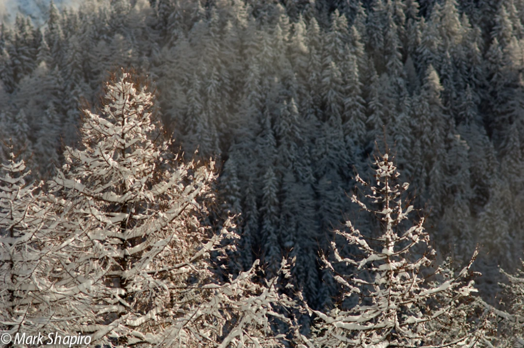 Elements-Trees-82