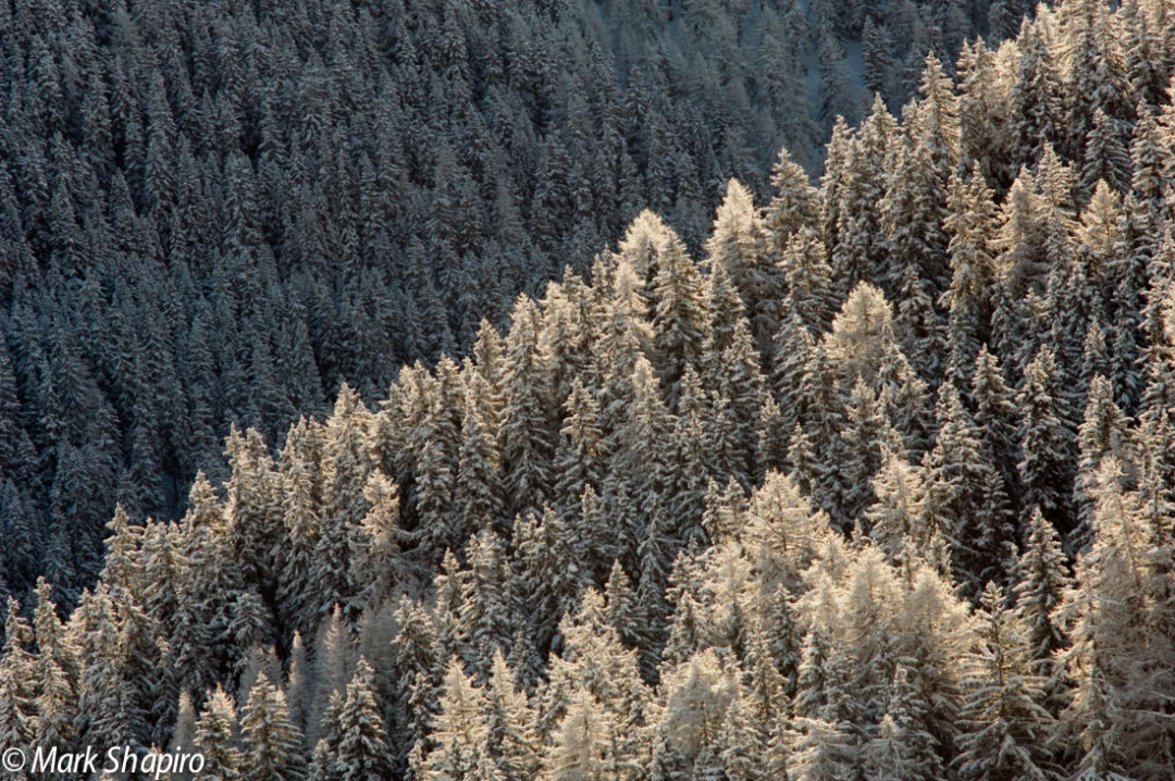 Elements-Trees-87
