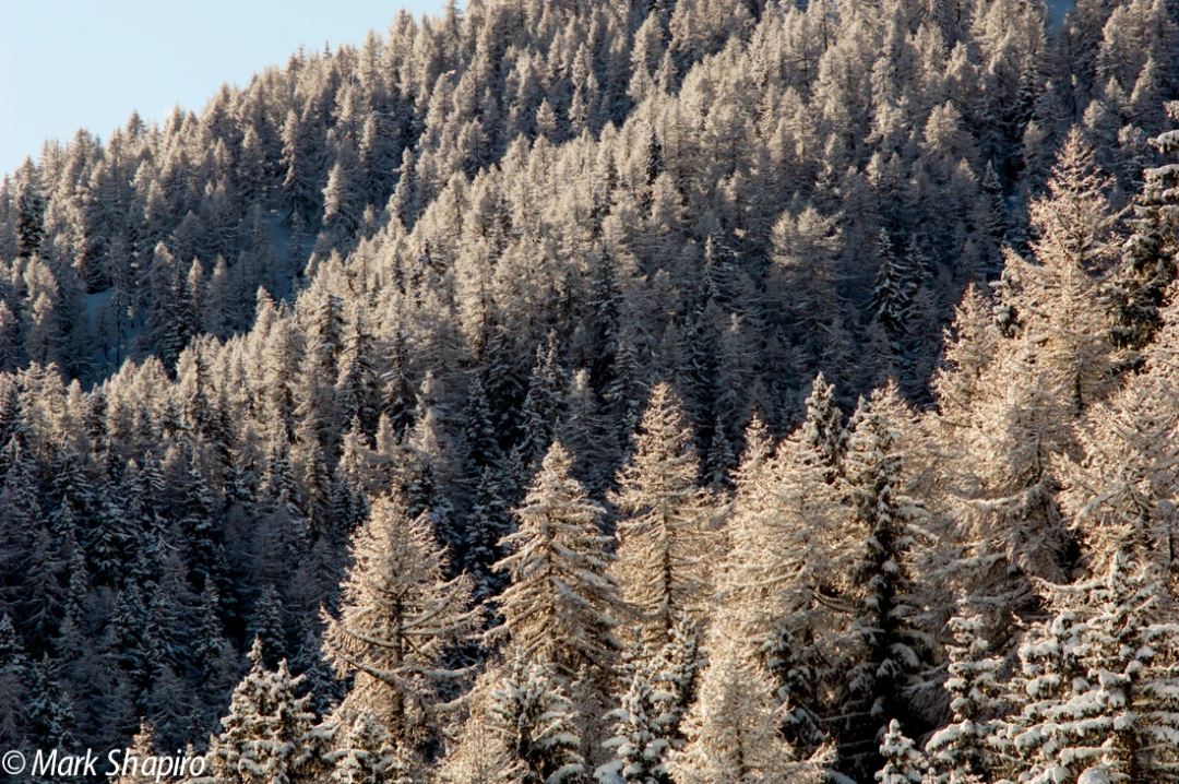 Elements-Trees-88