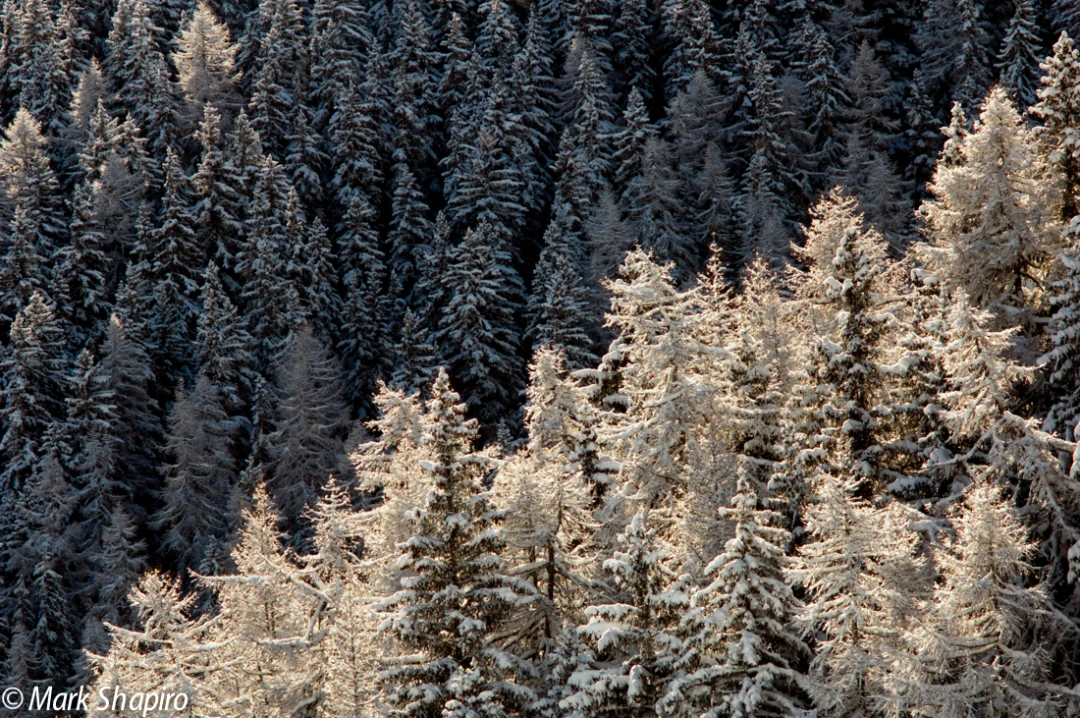 Elements-Trees-89