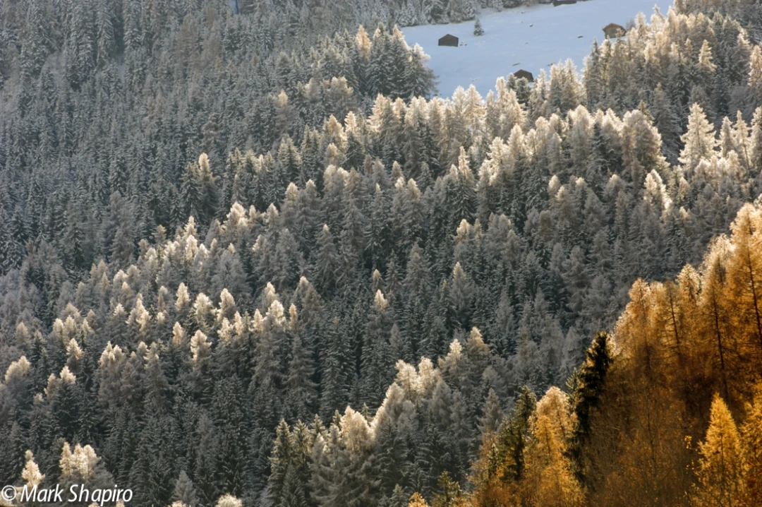 Elements-Trees-9