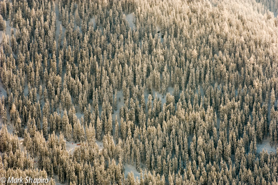 Elements-Trees-93