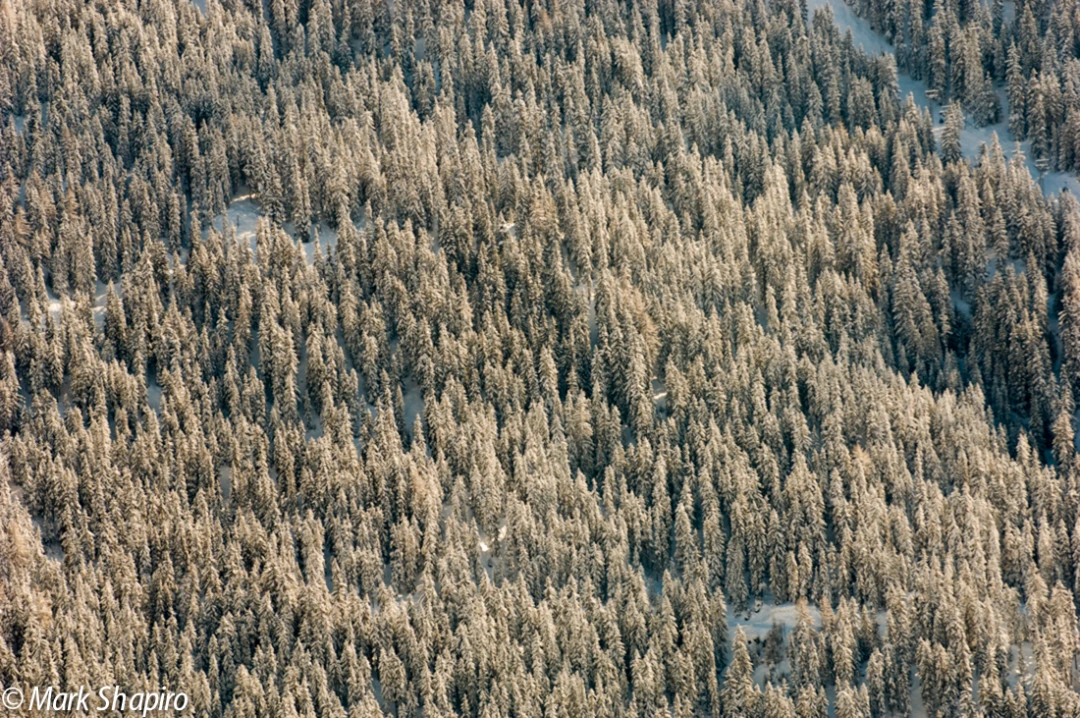 Elements-Trees-95