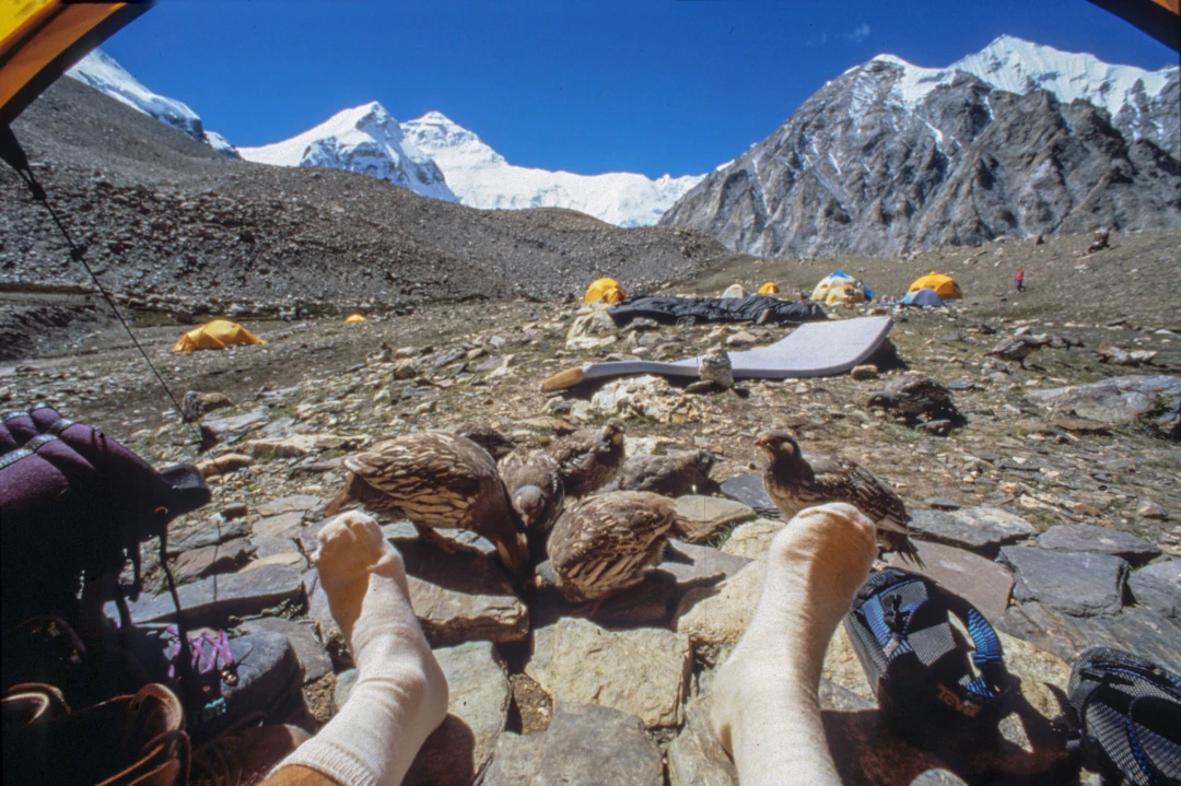 Everest96-52-11