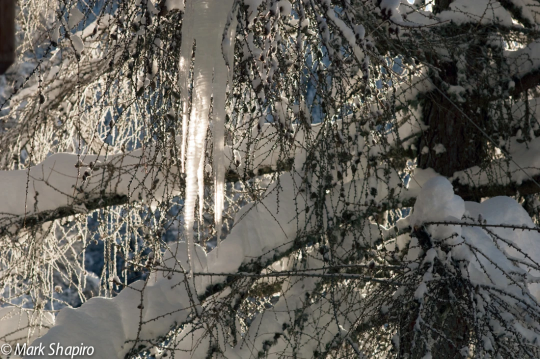 Ice-24