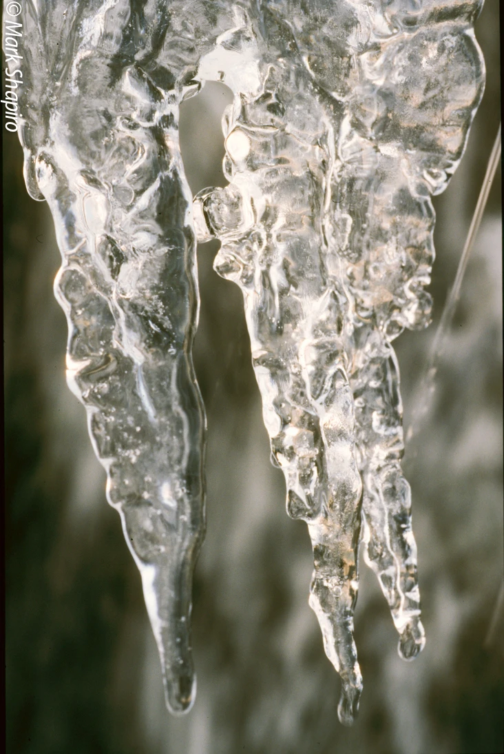 Ice-41