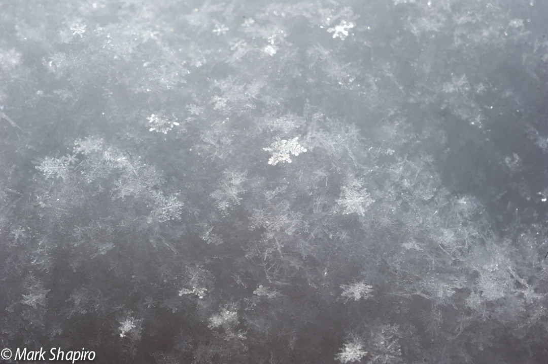 Powder Snow-1