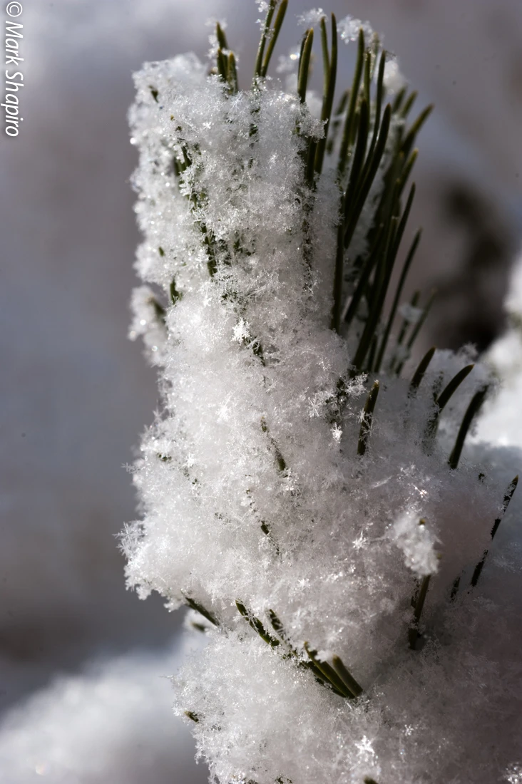 Powder Snow-39