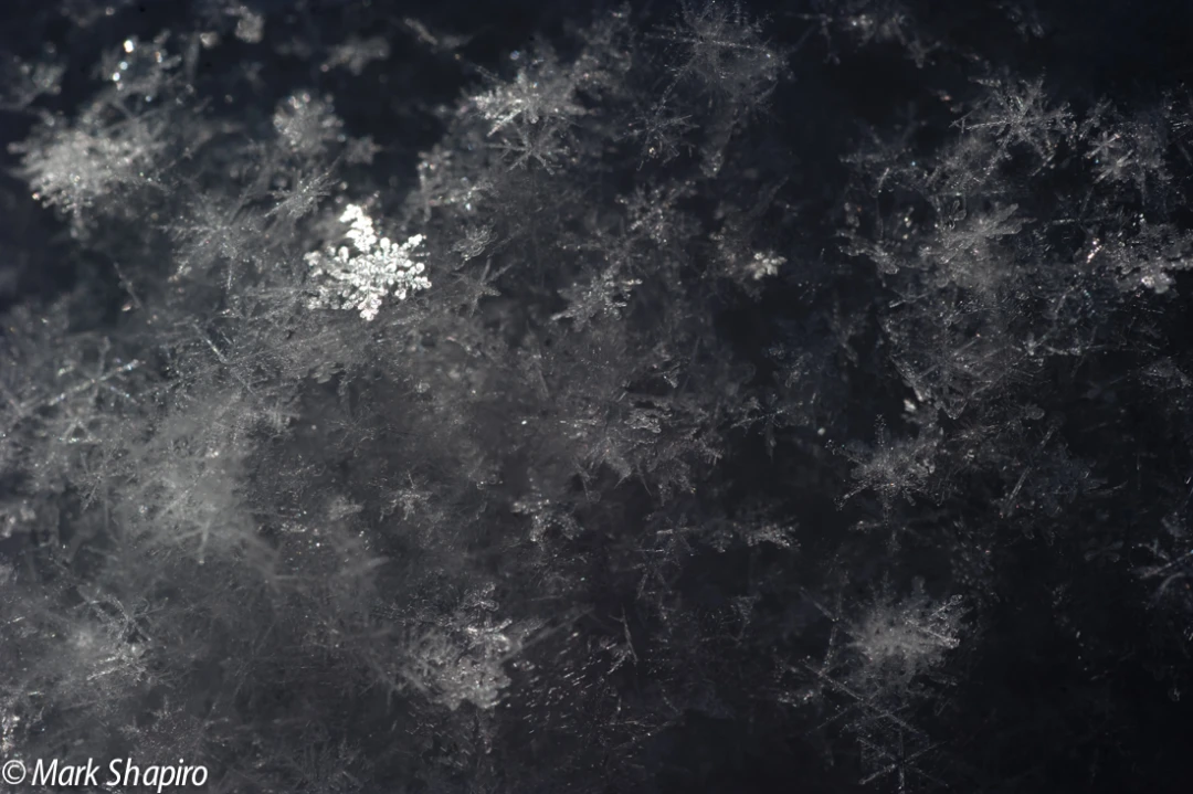 Powder Snow-50